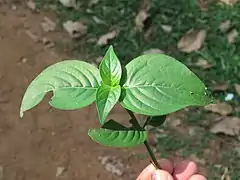 Asystasia chelonoides