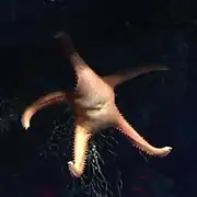 Atheraster symphonia.