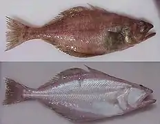 Atheresthes stomias.