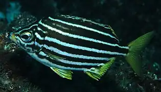 Atypicthys latus