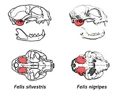 Vue de profils anatomiques de cranes de chats et de leurs bulles tympaniques.