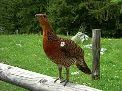 Photographie en couleurs d'un oiseau sur du bois avec une clairière en arrière-plan.