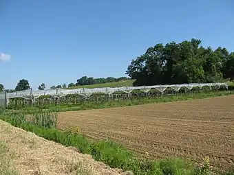 Kiwis de l'Adour à Aurensan