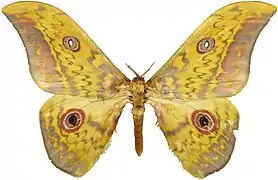 Aurivillius triramis