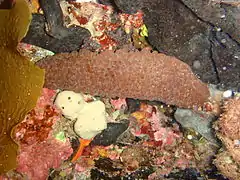 Australostichopus mollis.