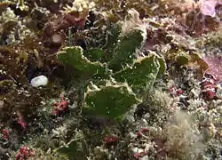 Avrainvillea amadelpha