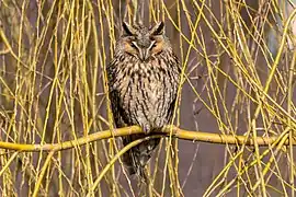 Hibou moyen-duc en train de dormir.