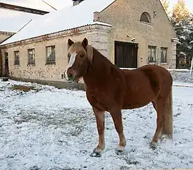 L'alezan, souvent avec des crins lavés et des marques blanches, comme ici, est la robe la plus fréquente.