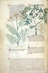 Page de manuscrit avec quelques paragraphes de texte en deux colonnes commençant par une lettrine délicatement ornementée et recouverts en partie par le dessin détaillé d'une plante à fleurs jaunes et à feuilles pennées découpées en segments linéaires, à droite, et le dessin naïf d'un arbre à feuilles palmatilobées, auquel un homme aux membres grêles tente de grimper.