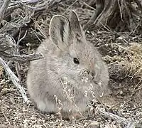 Un lapin gris clair au museau rond, avec des oreilles moyennes et des yeux noirs