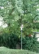 Le chêne Bismarck à Groß Parin