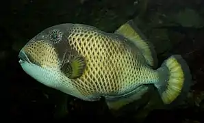 Balistoides viridescens