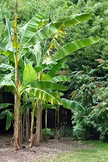 Stipes de Musa acuminata