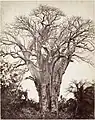Un baobab multi-centenaire à Mohéli en 1863, photographié par Désiré Charnay