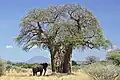 Les arbres aux troncs les plus gros sont des baobabs d'Afrique (Adansonia digitata) Leur tronc peut atteindre jusqu'à 7&nbsp;m de diamètre.
