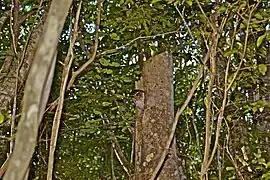 Petit-duc de Cuba(Margarobyas lawrencii)