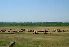 Pastoralisme et cultures dans la plaine valaque.