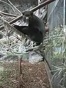 Un adulte de la sous-espèce Cercopithecus nictitans martini