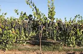 Cep de vigne avec une charge importante, Barossa Valley.