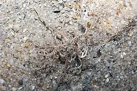 Euryale aspera, une Euryalidae