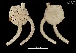 Bathypectinura heros (MNHN)