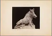 Sanglier. H. 1,36&nbsp;m. IIIe&nbsp;siècle. Musée des Offices. Photographie, fin XIXe&nbsp;siècle.