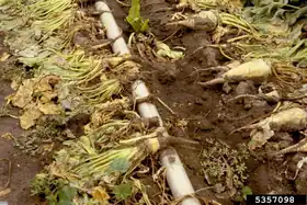 Image illustrative de l’article Rhizomanie