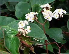 Begonia epipsila