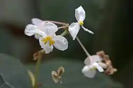 Détail d'une fleur épanouie