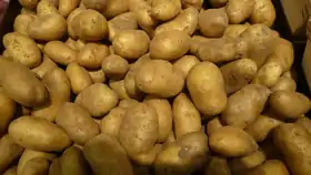 Image illustrative de l’article Belle de Fontenay