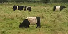 Quatre bovins noirs ceinturés de blanc dans une prairie à herbe haute accentuant les pattes courtes des animaux.