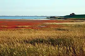 Terre-plein dans le Beltringharder Koog
