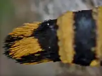 Partie terminale de l’abdomen de la femelle