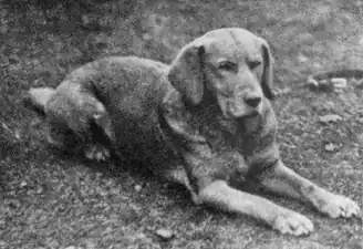 «Ben of Hyde», premier labrador jaune enregistré au Kennel Club en 1899.