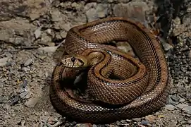 Couleuvre à échelons