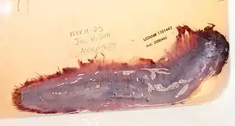 Benthodytes sanguinolenta