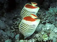 Chaetodon paucifasciatus