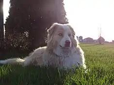 Berger australien rouge merle avec yeux hétérochromes