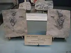 La Bergeronnette de Cuvier (Palaegithalus cuvieri).