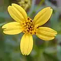Capitule radié (Bidens torta)