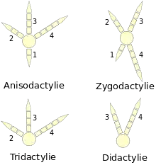 Schéma montrant les quatre grandes dispositions des doigts des oiseaux : l'anisodactylie (trois doigts vers l'avant et un doigt à l'arrière), la zygodactylie (deux doigts à l'avant et deux à l'arrière), la tridactylie (trois doigts disposés vers l'avant) et la didactylie (deux doigts disposés vers l'avant).