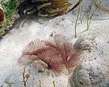 Bispira melanostigma