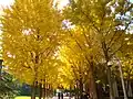 Les gingko du campus virent au jaune en automne (novembre 2010)