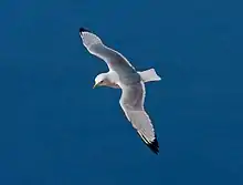 Mouette tridactyle