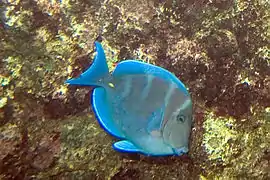 Acanthurus coeruleus