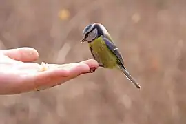 Mésange bleue mangeant dans la main d'une personne.