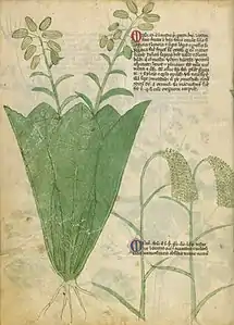Page de manuscrit montrant, à gauche, une grande plante occupant toute la hauteur du folio, avec une rosette de feuilles basales spatulées formant comme un cornet autour de deux tiges portant des fruits oblongs et striés, et à droite, deux paragraphes de texte, celui du bas étant traversé par les tiges de deux graminées aux panicules tombantes.