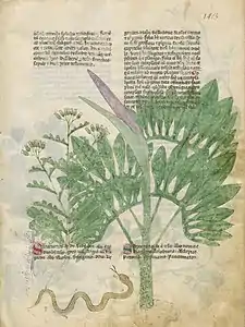 Page de manuscrit avec plusieurs paragraphes de texte en deux colonnes et les dessins détaillés de deux plantes : à gauche, une plante aux feuilles pennatifides et aux fleurs en ombelles ; à droite, une plante de taille bien plus importante recouvrant partiellement le texte et l'illustration de gauche, aux feuilles digitées, à la tige mouchetée, au spathe courbé vers la gauche et découvrant un spadice violacé ; à gauche du pied de la grande plante, un serpent ondule et tire la langue.