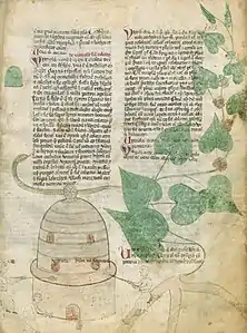 Page de manuscrit avec deux colonnes de texte en plusieurs paragraphes entourés de dessins : en bas à gauche, un four de verrier en forme de cloche autour duquel trois personnages manipulent des objets en verre au bout de cannes ; derrière le sommet du four, un serpent dont la gueule pointe vers le texte ; en haut à gauche, une forme verte en forme de cloche ; à droite, une plante grimpante dont les racines épaisses sortent du feuillet et dont les feuilles cordées recouvrent partiellement le texte.