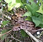 Boa constrictor